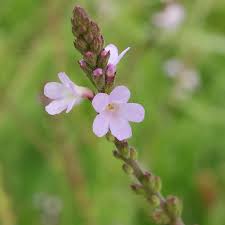 Image result for Verbena officinalis