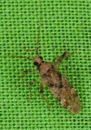 Attēlu rezultāti vaicājumam “Phytocoris sp.”