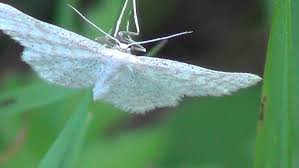 Attēlu rezultāti vaicājumam “Cabera pusaria male”