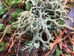 Attēlu rezultāti vaicājumam “Pseudevernia furfuracea”