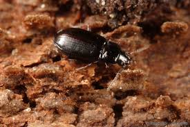 Attēlu rezultāti vaicājumam “Tachyta nana”