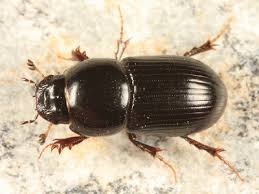 Attēlu rezultāti vaicājumam “Aphodius subterraneus”