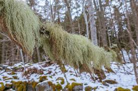 Attēlu rezultāti vaicājumam “Usnea filipendula”