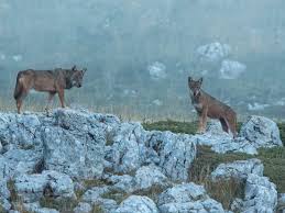 Image result for Weston Rhyn Wolves