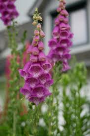 Image result for Fingerhut rot