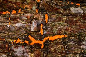 Attēlu rezultāti vaicājumam “Nectria cinnabarina”