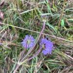 Attēlu rezultāti vaicājumam “Succisa pratensis leaf”