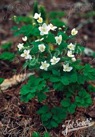 Attēlu rezultāti vaicājumam “Isopyrum thalictroides leaf”