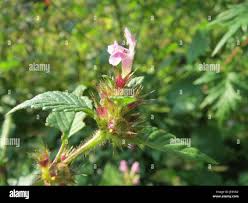 Attēlu rezultāti vaicājumam “Galeopsis tetrahit flower”