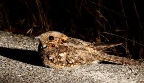 Image result for Caprimulgus ruficollis