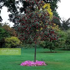 Attēlu rezultāti vaicājumam “Sorbus hybrida”