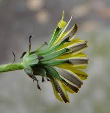 Attēlu rezultāti vaicājumam “Taraxacum officinale aggr. leaf”