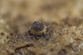 Attēlu rezultāti vaicājumam “Perichaena depressa”