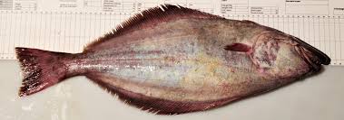 Image result for Reinhardtius hippoglossoides