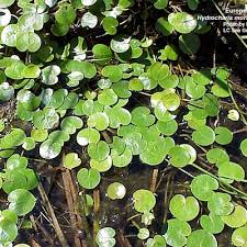 Attēlu rezultāti vaicājumam “Hydrocharis morsus-ranae bud”