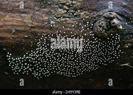 Attēlu rezultāti vaicājumam “Physarum obscurum spores”