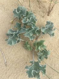 Attēlu rezultāti vaicājumam “Eryngium maritimum leaf”