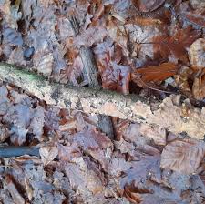 Attēlu rezultāti vaicājumam “Stereum rugosum”