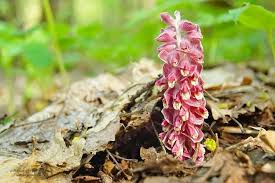 Attēlu rezultāti vaicājumam “Lathraea squamaria bud”