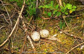 Attēlu rezultāti vaicājumam “Caprimulgus europaeus nest”