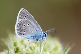 Attēlu rezultāti vaicājumam “Cyaniris semiargus”