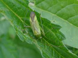 Attēlu rezultāti vaicājumam “Adelphocoris quadripunctatus”