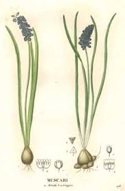 Attēlu rezultāti vaicājumam “Muscari botryoides flower”