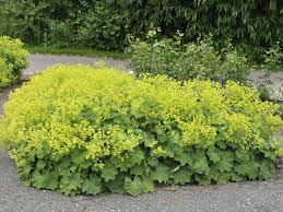 Image result for Frauenmantel