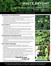 Attēlu rezultāti vaicājumam “Bryonia alba bud”