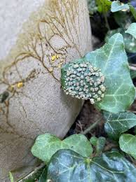 Attēlu rezultāti vaicājumam “Physaraceae”