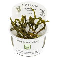 Attēlu rezultāti vaicājumam “Cribraria costata macro”