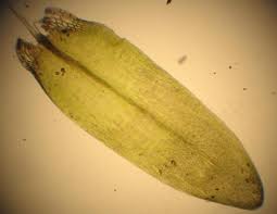 Attēlu rezultāti vaicājumam “Straminergon stramineum”