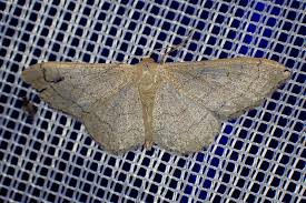 Attēlu rezultāti vaicājumam “Idaea straminata”