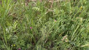 Attēlu rezultāti vaicājumam “Vicia”