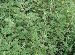 Image result for Artemisia gmelinii
