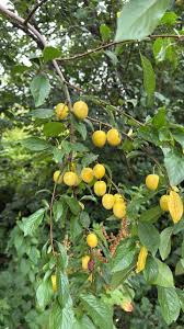 Attēlu rezultāti vaicājumam “Prunus cerasifera fruit”