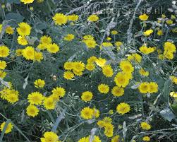 Image result for Anthemis tinctoria