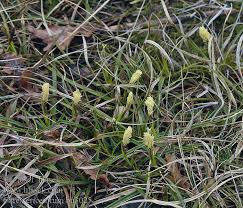 Attēlu rezultāti vaicājumam “Carex ericetorum”