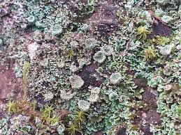 Attēlu rezultāti vaicājumam “Cladonia pyxidata”