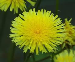 Attēlu rezultāti vaicājumam “Hypochaeris maculata flower”
