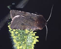 Attēlu rezultāti vaicājumam “Cerastis rubricosa”