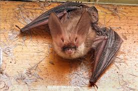 Attēlu rezultāti vaicājumam “Plecotus auritus”