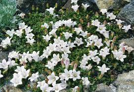 Image result for Campanula formanekiana