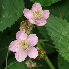 Image result for Rubus sectio
