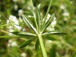 Attēlu rezultāti vaicājumam “Galium rivale”