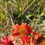 Image result for Gaillardia amblyodon