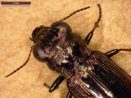 Attēlu rezultāti vaicājumam “Notiophilus biguttatus”