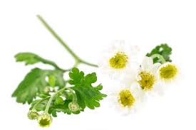 Image result for Matricaria recutita (chamomilla)