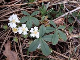 Attēlu rezultāti vaicājumam “Potentilla alba”