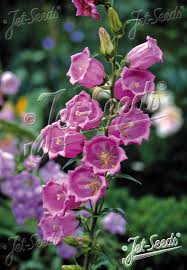 Image result for Campanula medium